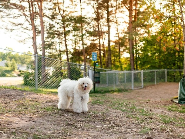 Dog Park at Jellystone Park™ Cleveland Sandusky