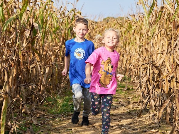 Corn Maze Holmes County