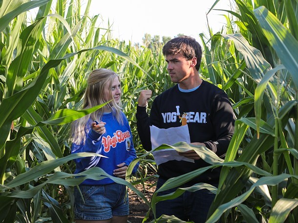 Corn Maze in Jellystone Park™ Sioux Falls