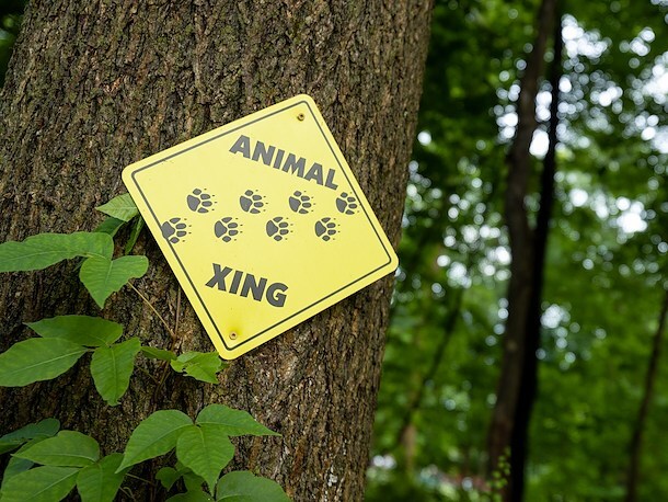 Wildlife Tracking