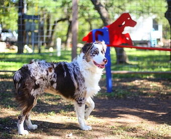 Bark Park at Jellystone Park™ Texas Hill Country