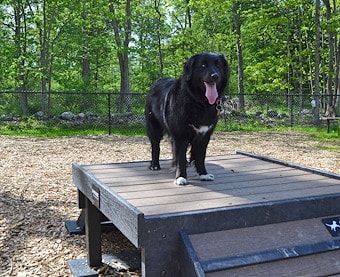 Dog Park and Pet Wash at Jellystone Park™ Williamsburg