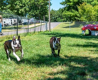 Dog Park at Jellystone Park™ Warrens