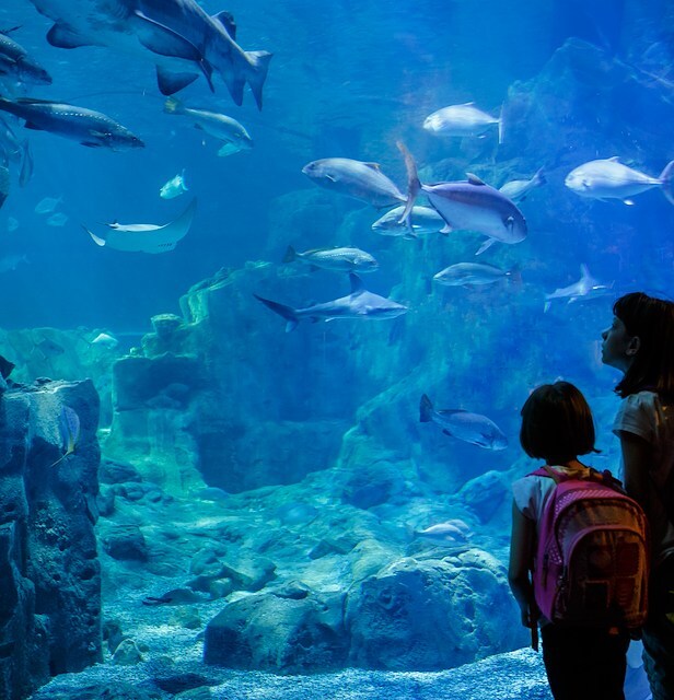 New England Aquarium near at Boston Downtown hotel.