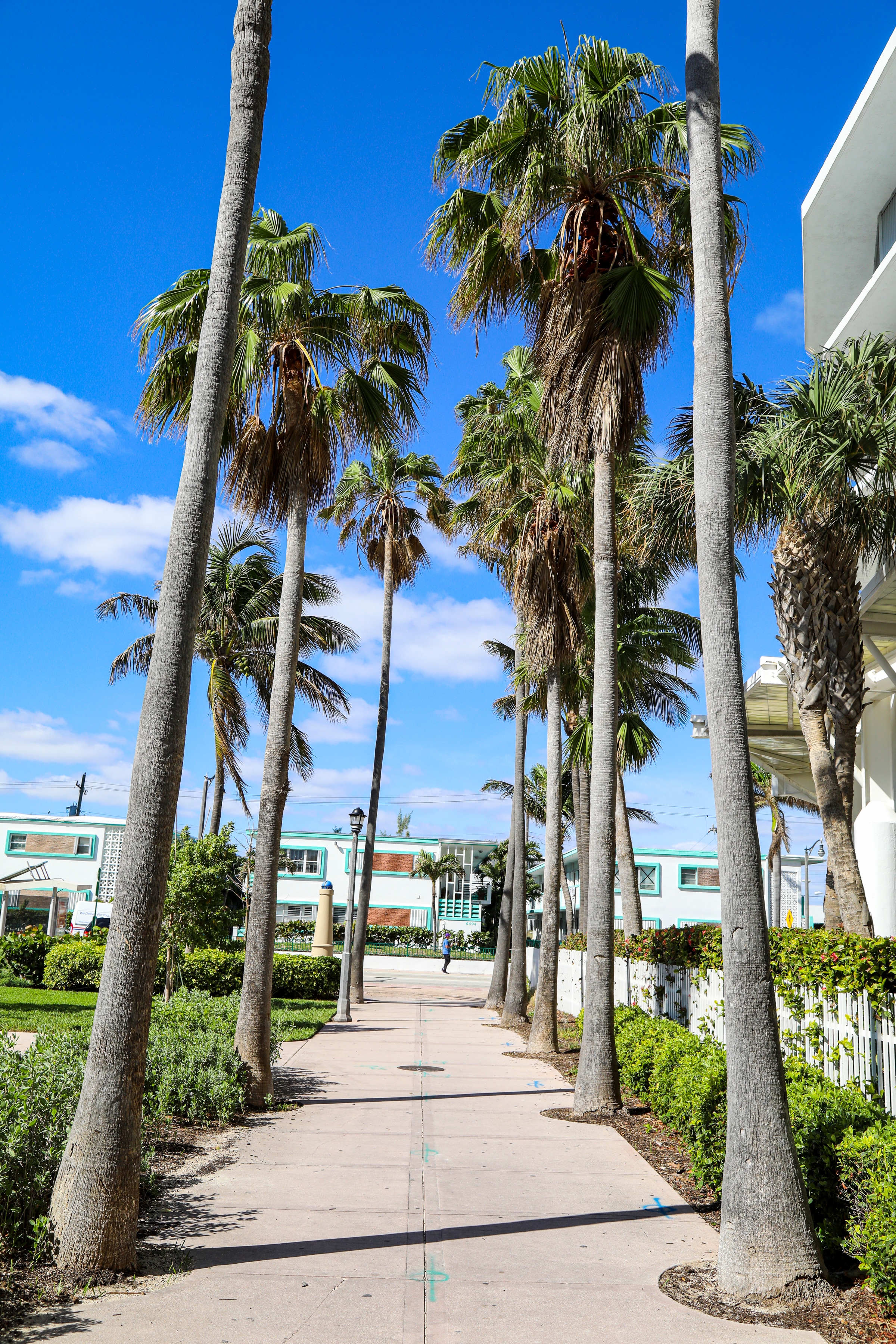 A pathway lined with palm trees leading to a white building with green trim.