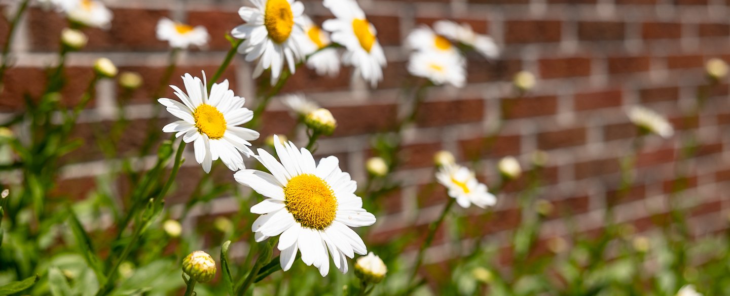 Memory Care at King's Grant House