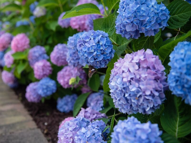 Colorful hydrangea flowers at Commonwealth Senior Living