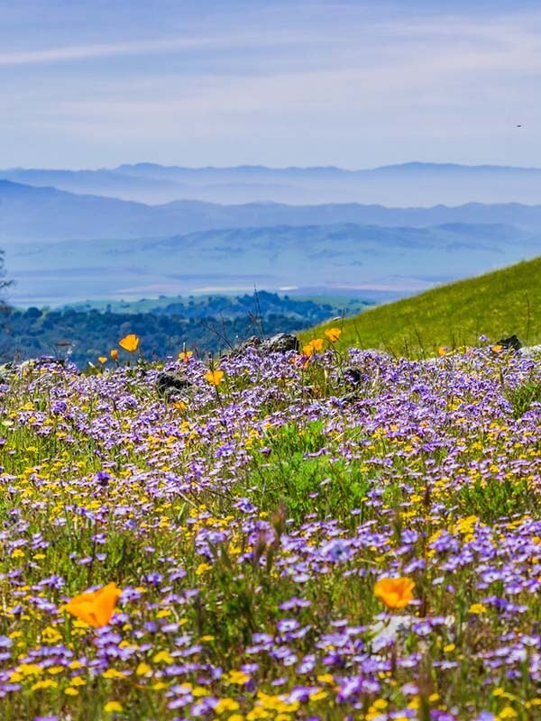  Cordevalle Henry W. Coe State Park in USA