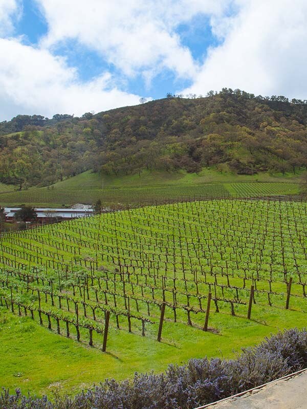 Santa Cruz Mountain in USA near by Cordevalle