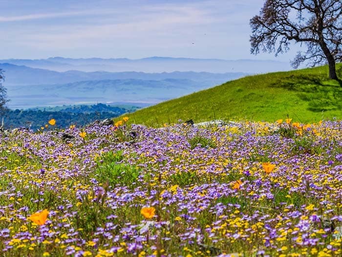 Henry W. Coe State Park near by CordeValle, One CordeValle Club Dr., San Martin, CA 95046, USA