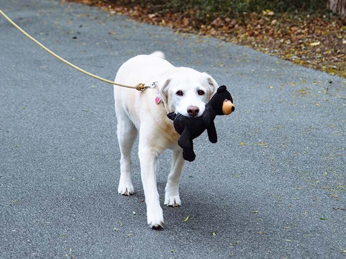 For Dogs and cats we have policy at cordevalle