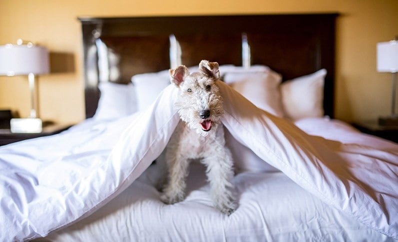 Enjoy Pet Friendly Hospitality