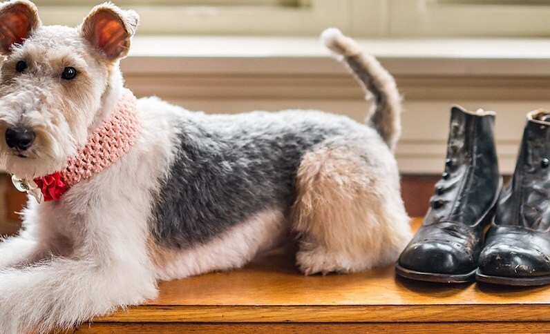 Pet friendly hotel in Lynchburg, Virginia