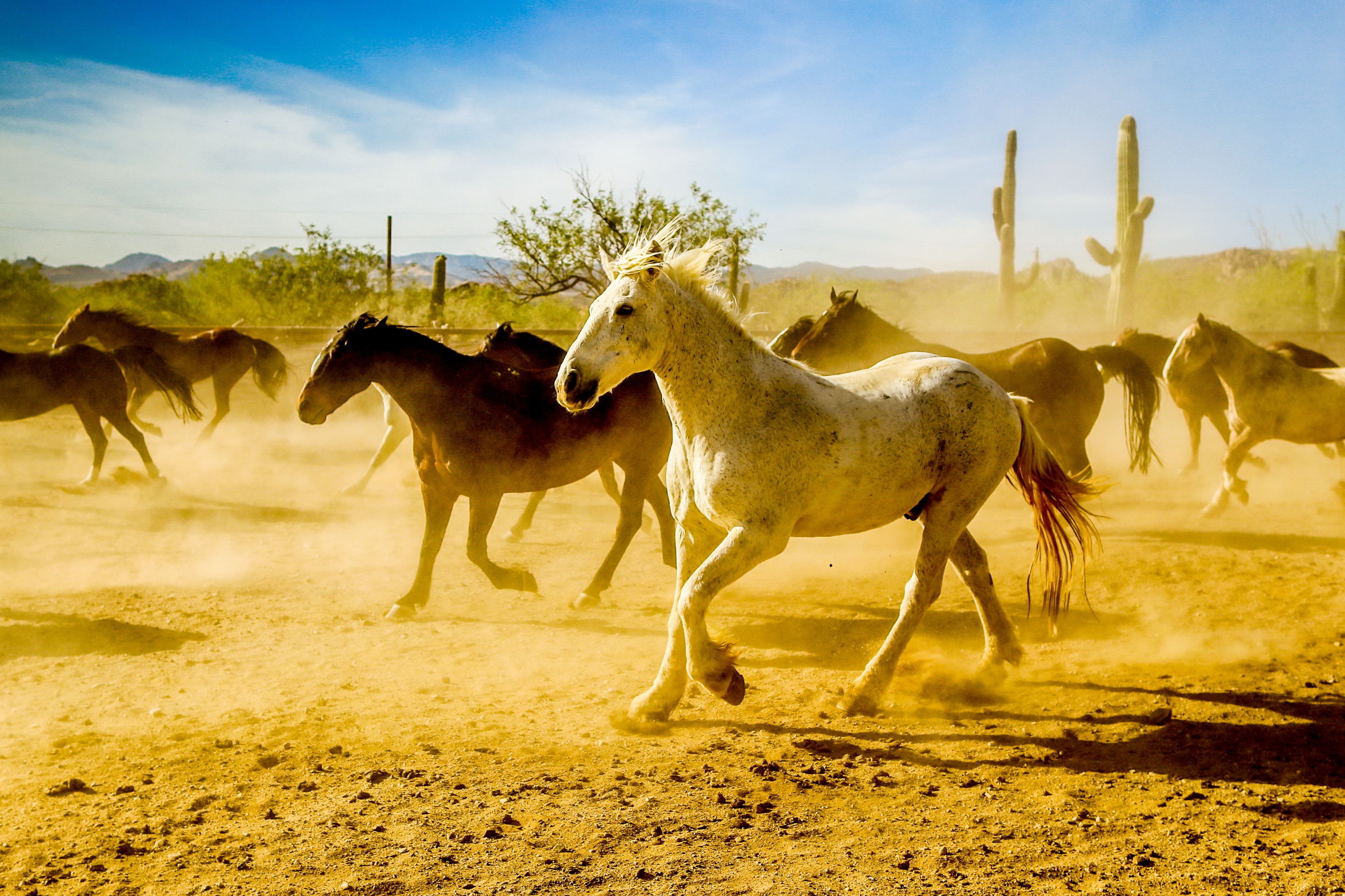 Tanque Verde Ranch — photo 15 of 60