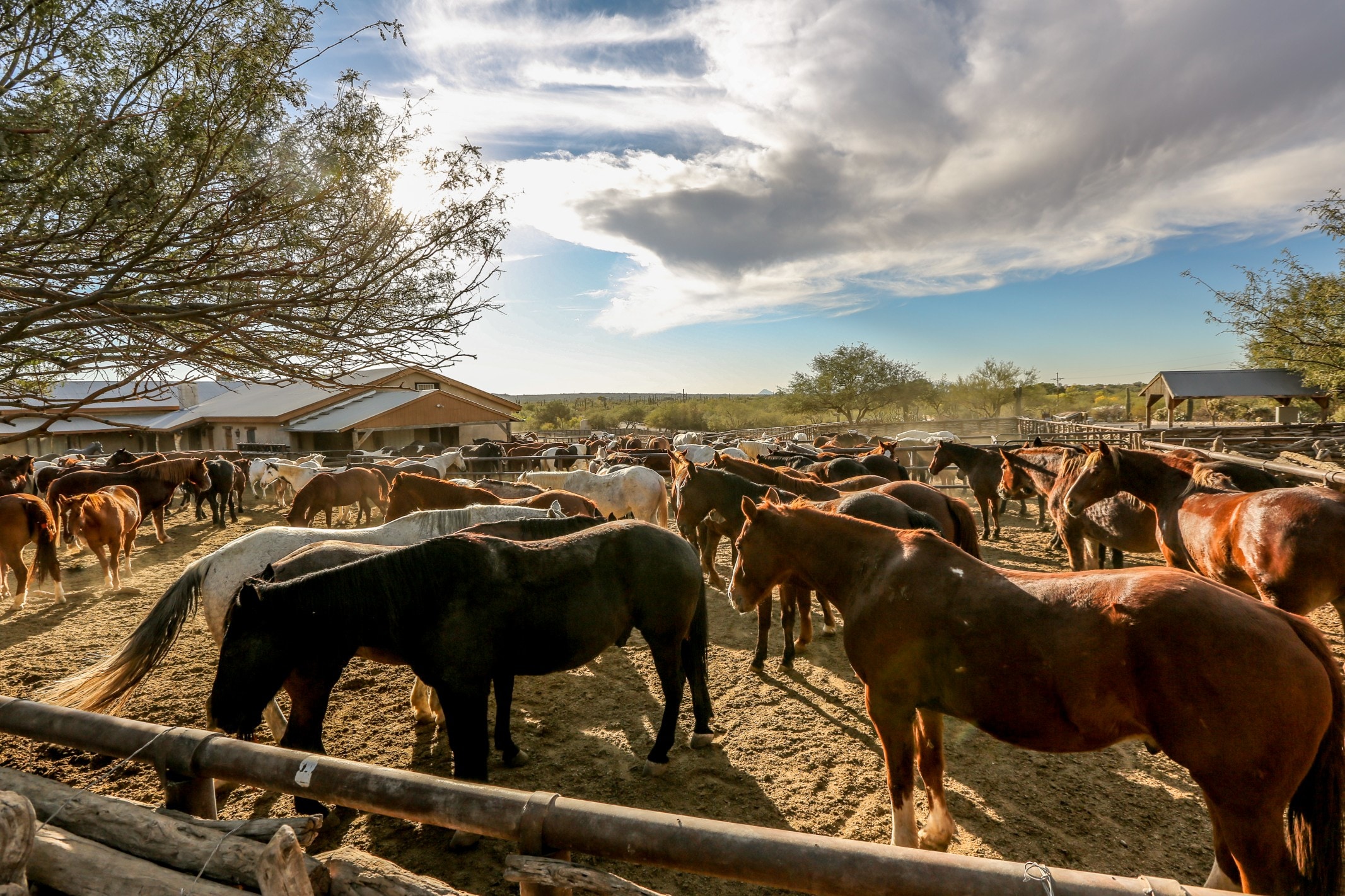 A large corral with many horses, surrounded by ranch buildings and a wooden fence, under a blue sky with clouds.