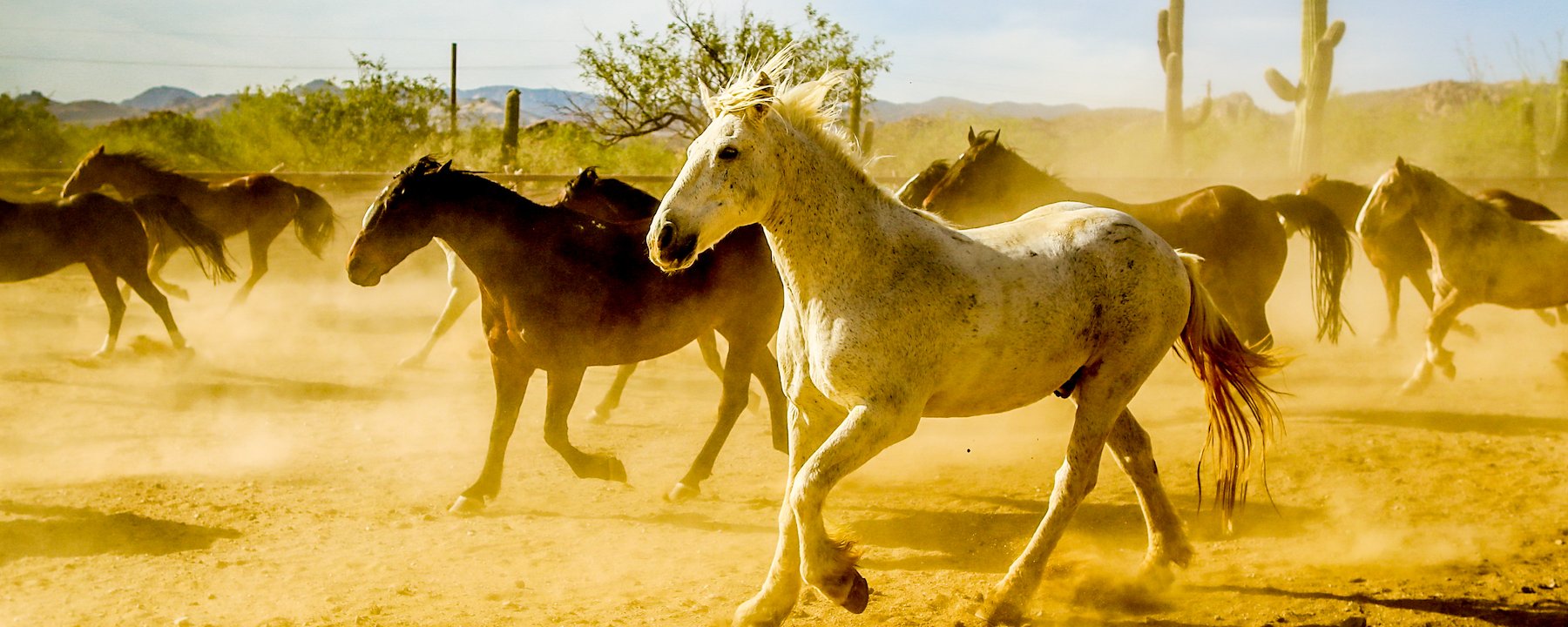 Gift cards of Tanque Verde Ranch, Tucson, Arizona