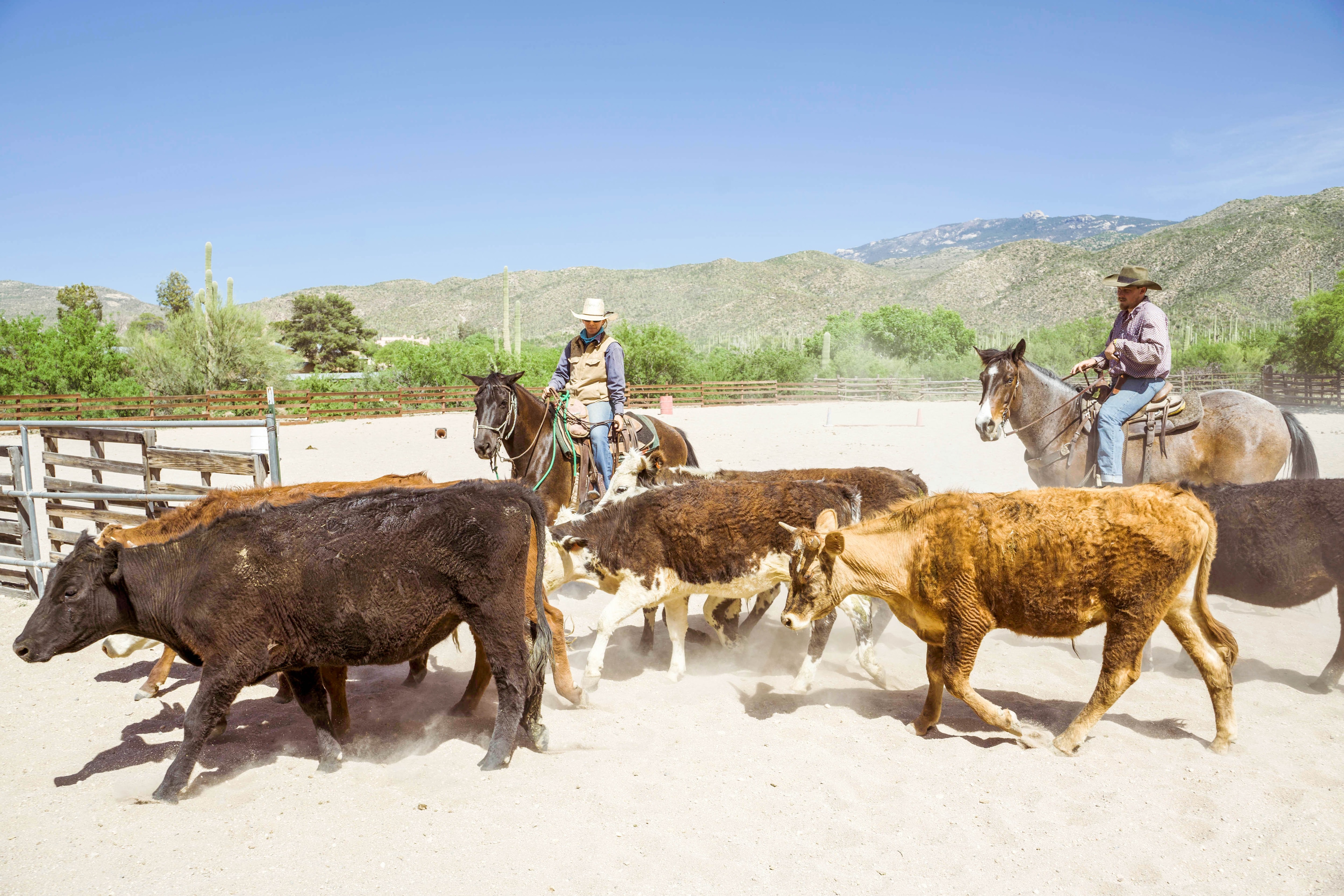 Tanque Verde Ranch — photo 35 of 60