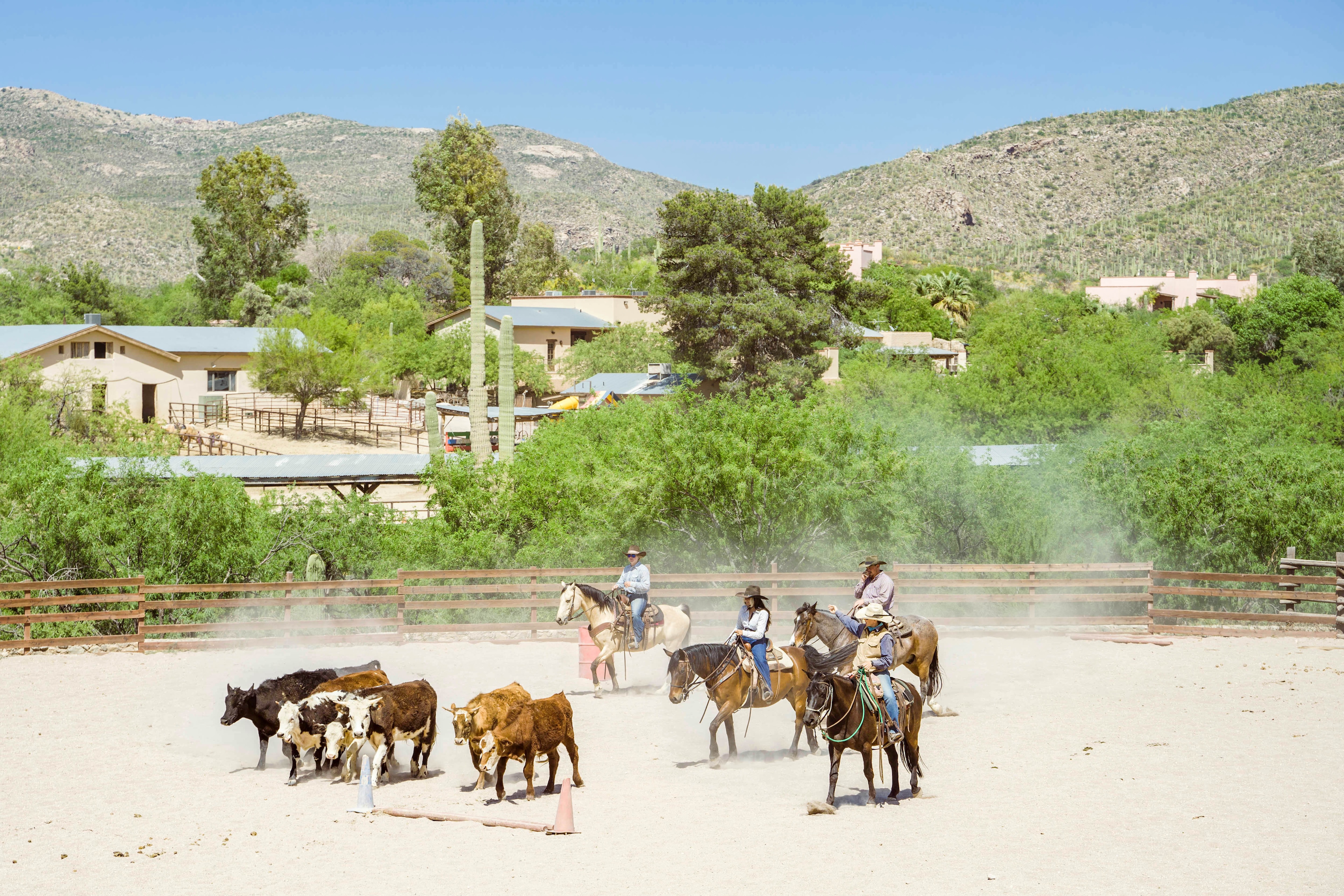 A wide exterior view of a ranch with horses and cattle in an arena, surrounded by trees and mountains.