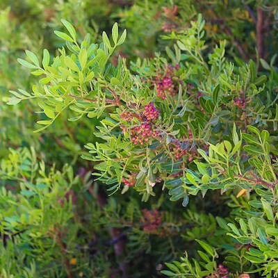 Plants Route | Cascade Resort Algarve