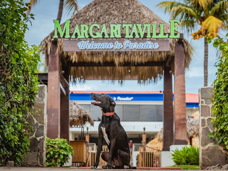 Dog at entrance of Margaritaville Beach Resort Playa Flamingo