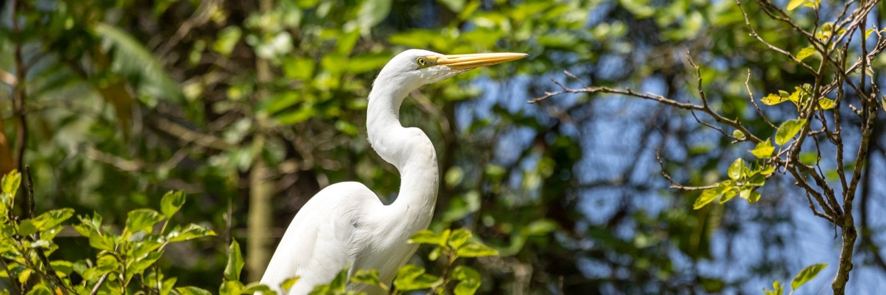 Palo Verde National Park at Playa Flamingo, Costa Rica
