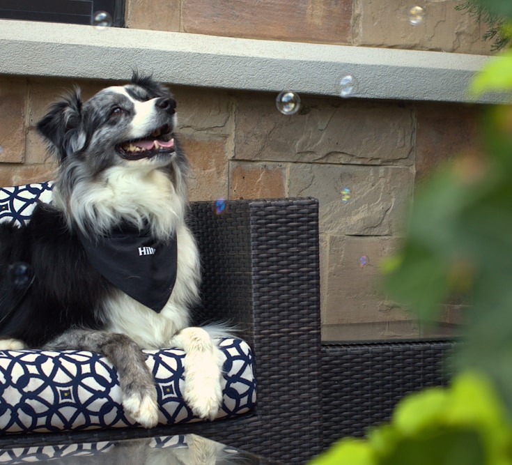 A happy dog enjoying the front patio of The Henley Kitchen & Bar in Southlake, TX.