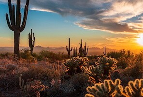 Desert Botanical Garden