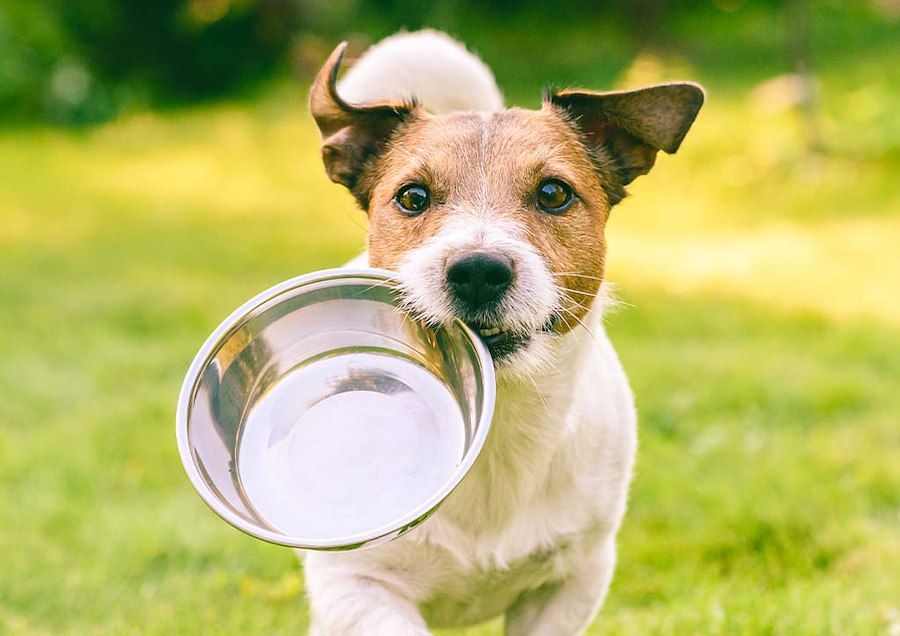 Dog with bowl running towards camera