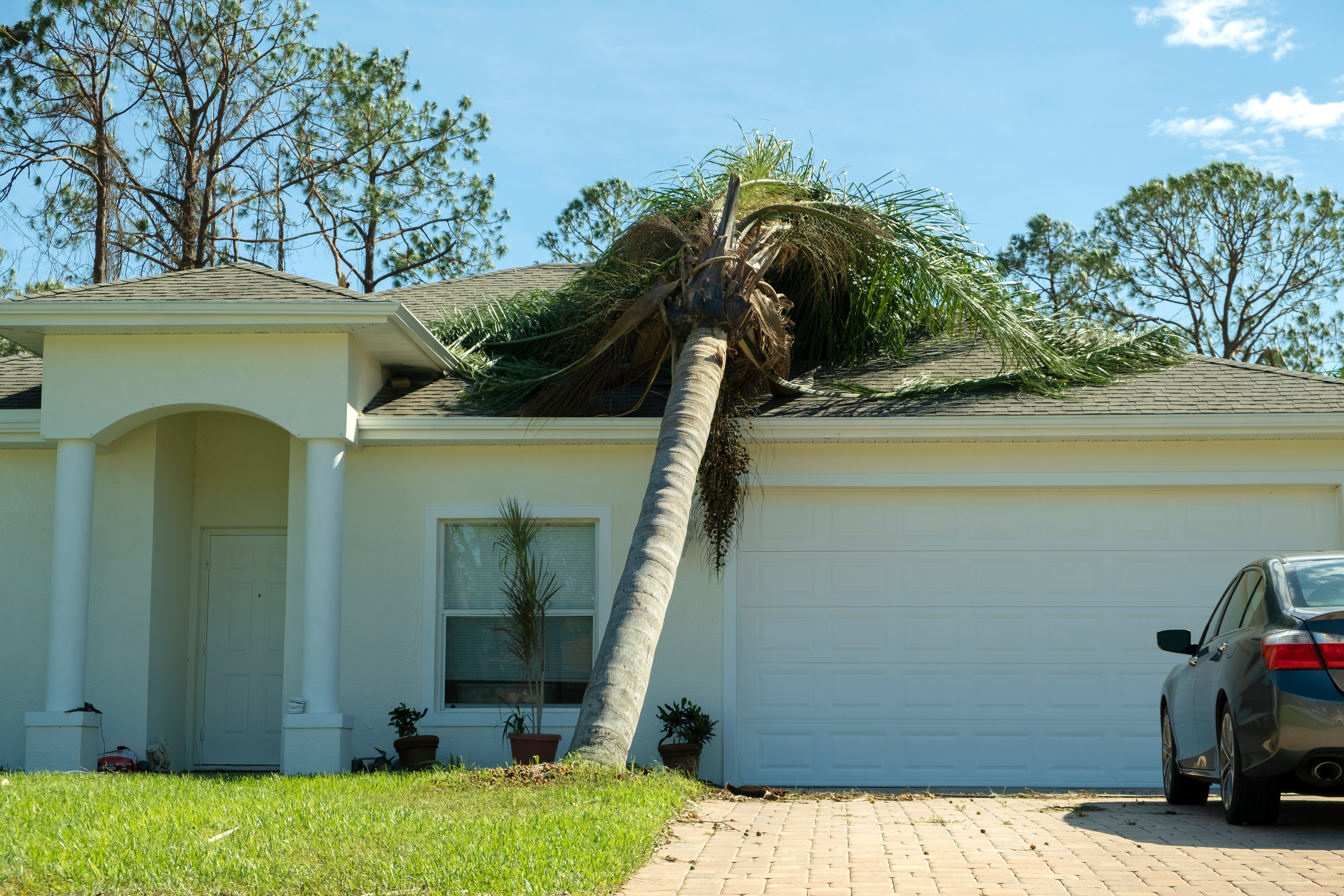 Palm tree on top of a Florida home's roof.