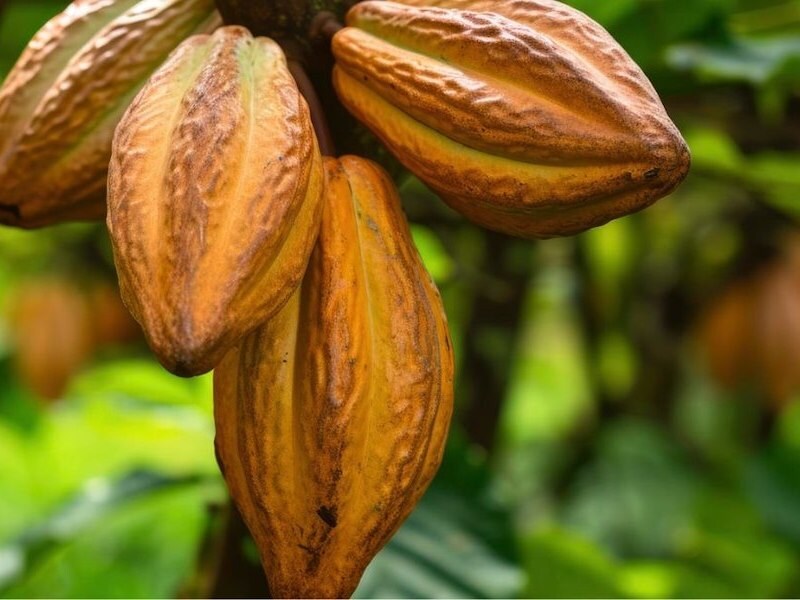 El uso del cacao en ceremonias antiguas y experiencias actuales