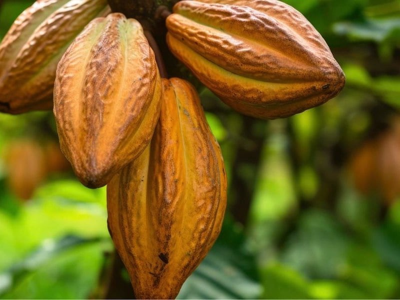 El uso del cacao en ceremonias antiguas y experiencias actuales