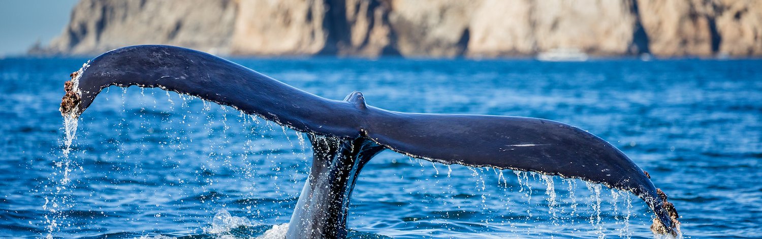 Vista de una cola de ballena emergiendo del mar