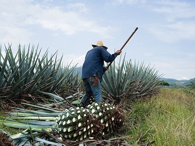 agave ananas Aromatique Agave Pineapple Decorative Fragrance – Heirloom Acres main image 0
