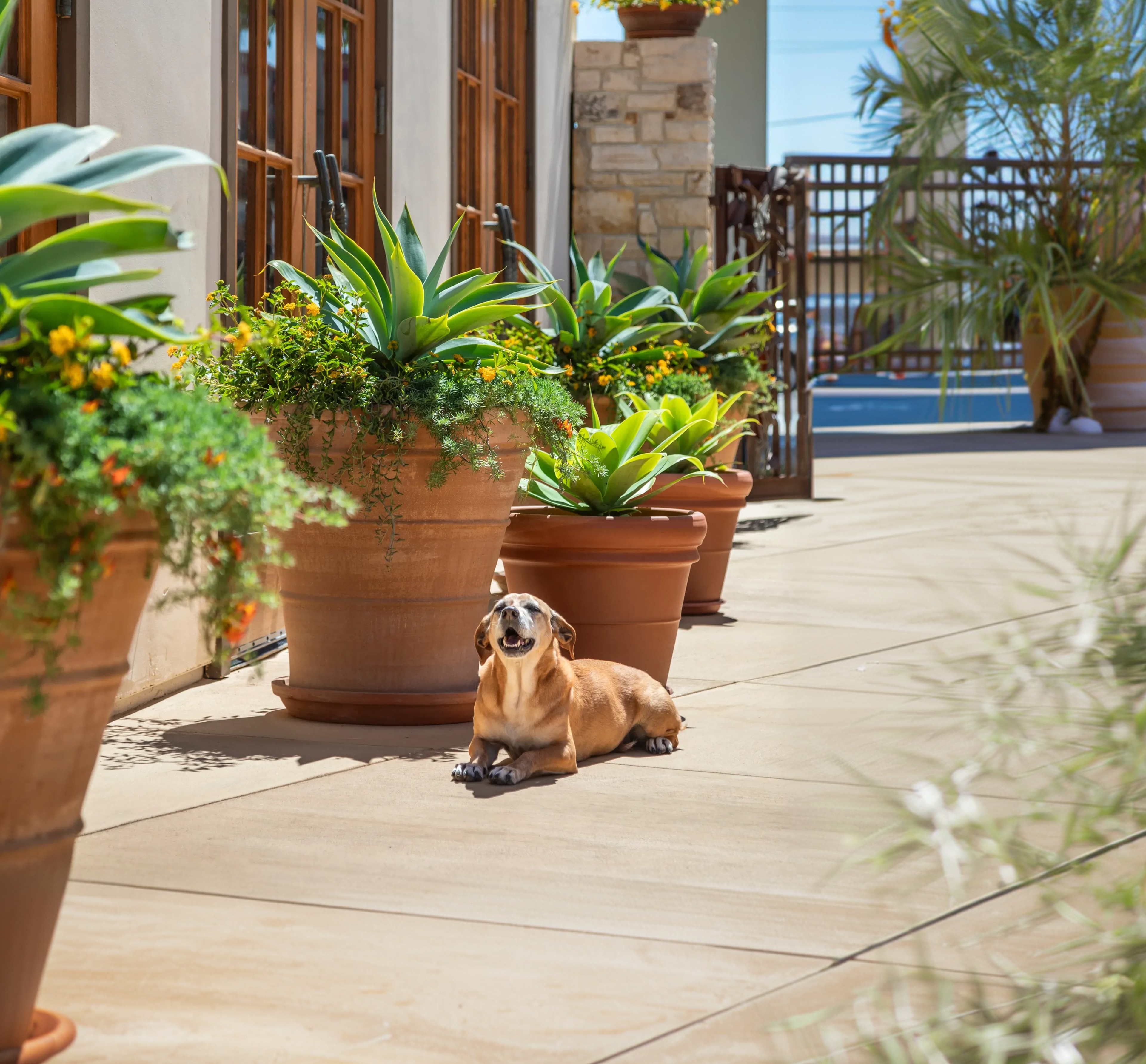 A dog laying on the ground, Casa Munras Garden Hotel & Spa, Monterey, California