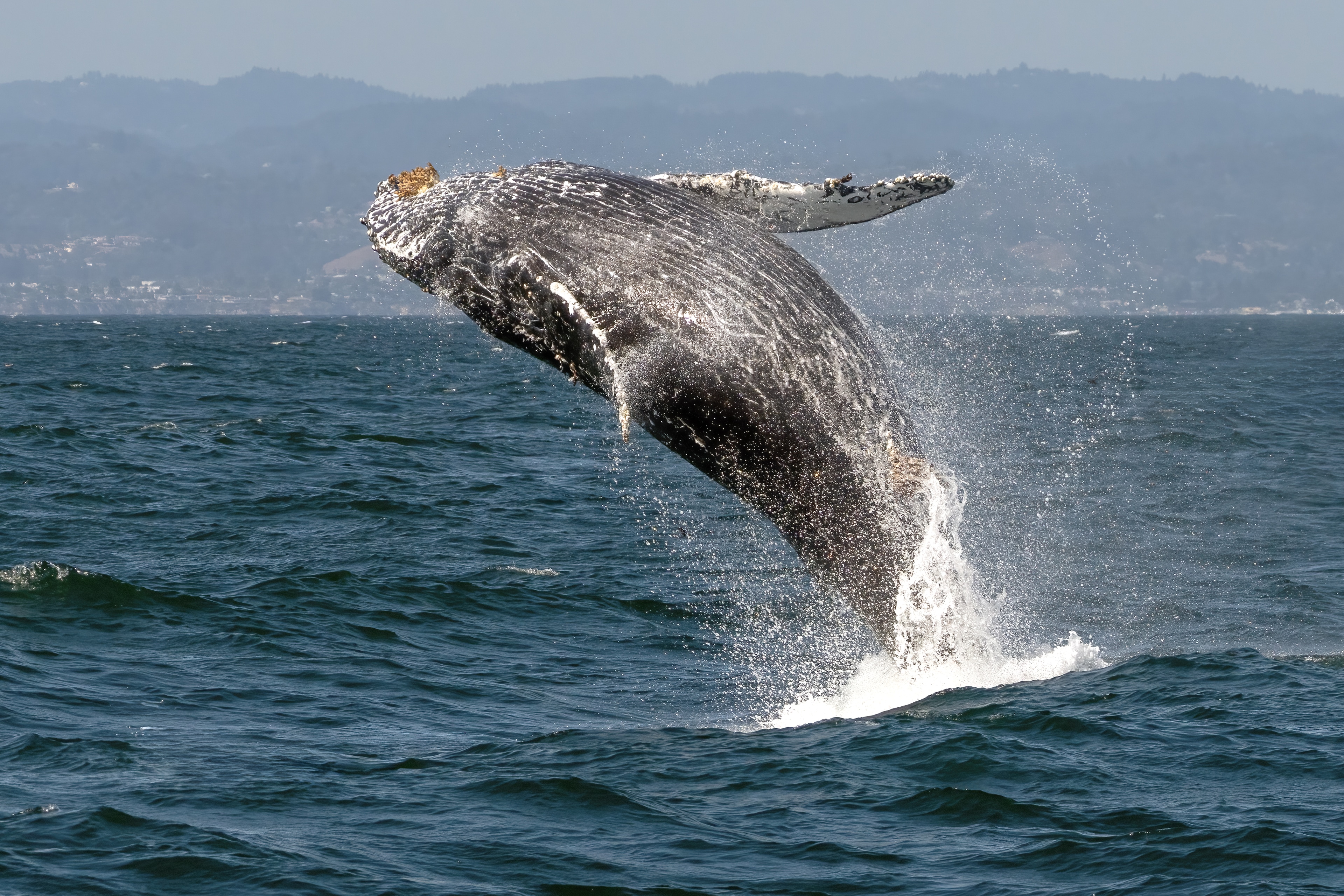 Whale Watching, Monterey