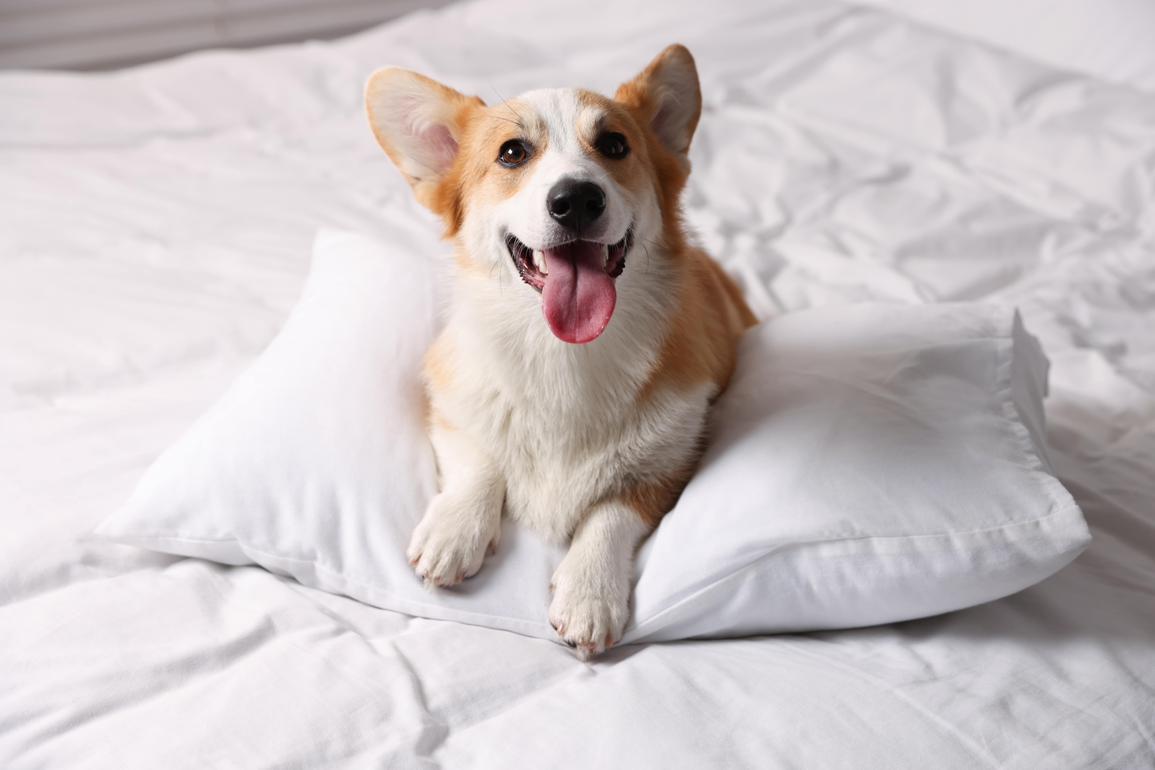  Pet Friendly Package