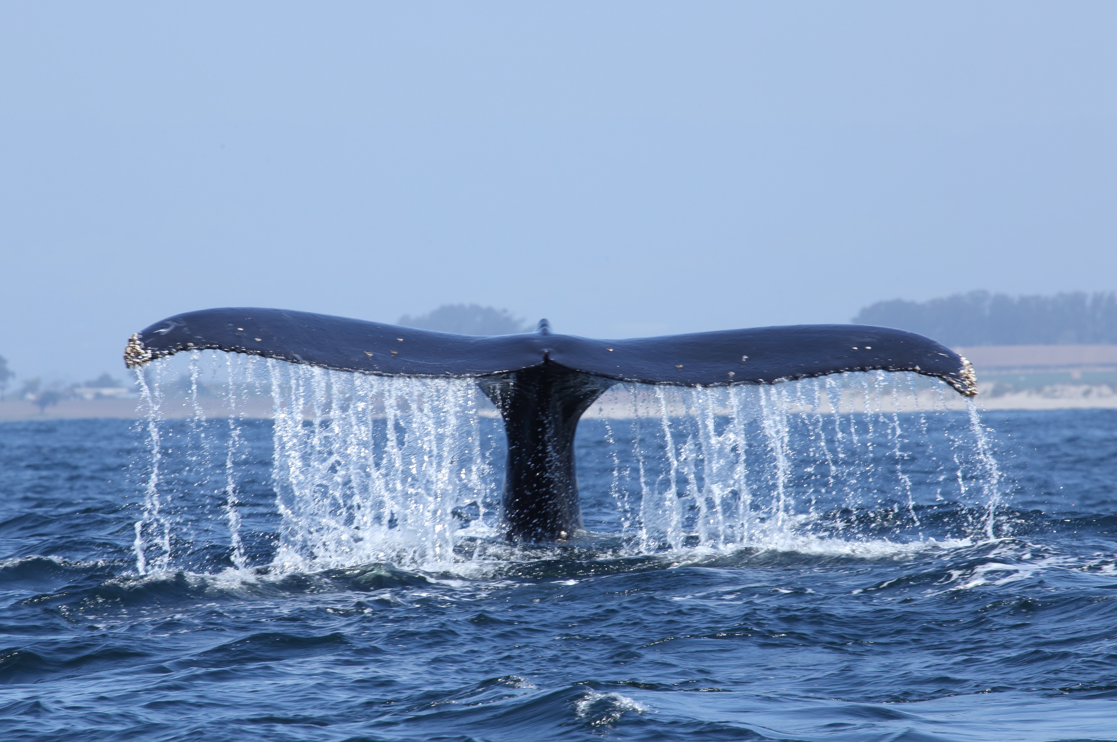  Whale Watching Package