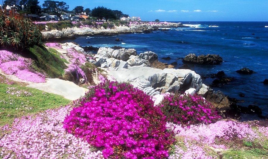 Explore the Beauty of Monterey Bay