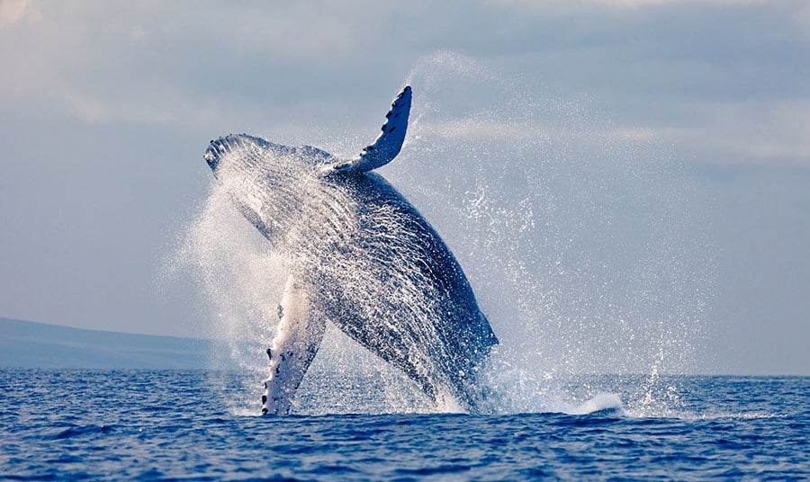 A whale jumping out of the water | Monterey CA