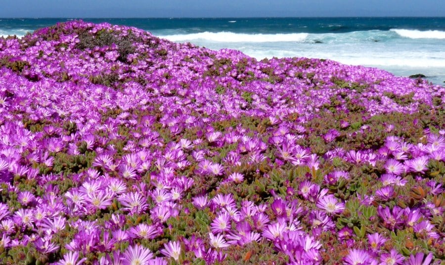 The Best Places to See Wildflowers in Monterey