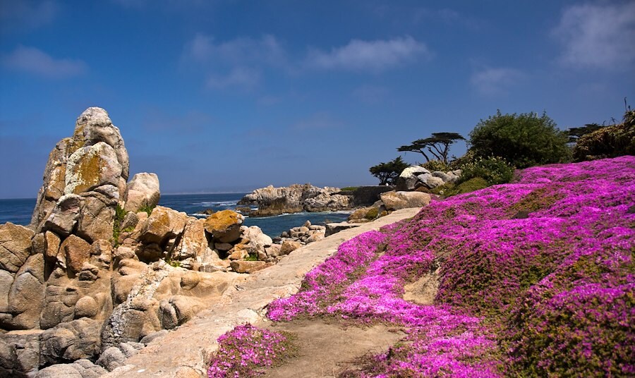 Spring in Monterey