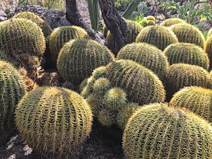 saye cactus M89 Icon Cactus - Off-White & Basil main image 0