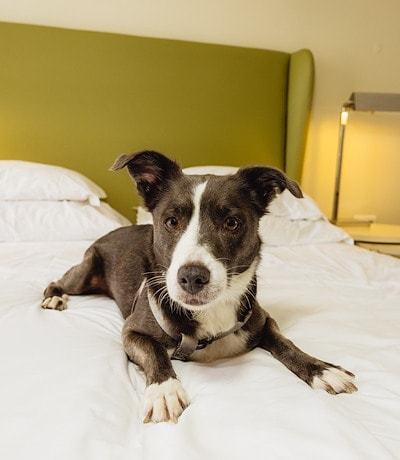 Pet-friendly, all-inclusive hotel in Albufeira