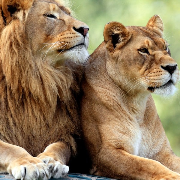 Lagos Zoo, Algarve