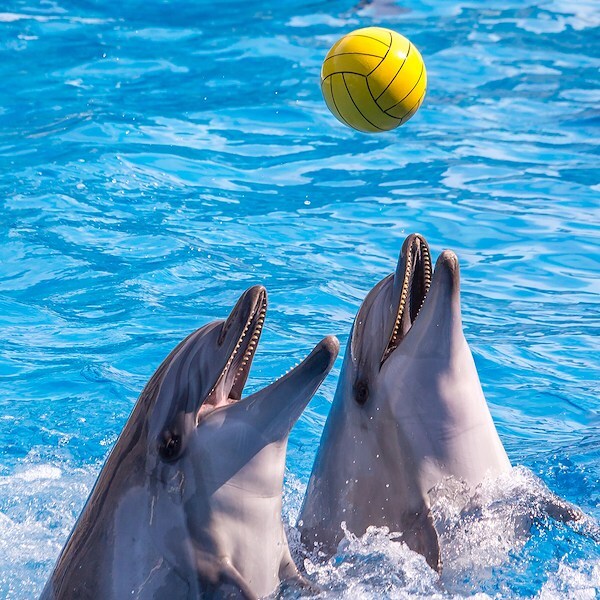 Zoomarine Oceans of fun 