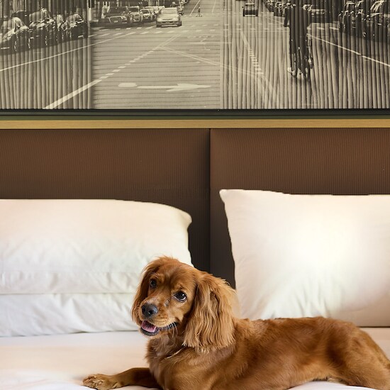 ROW NYC Pet Package