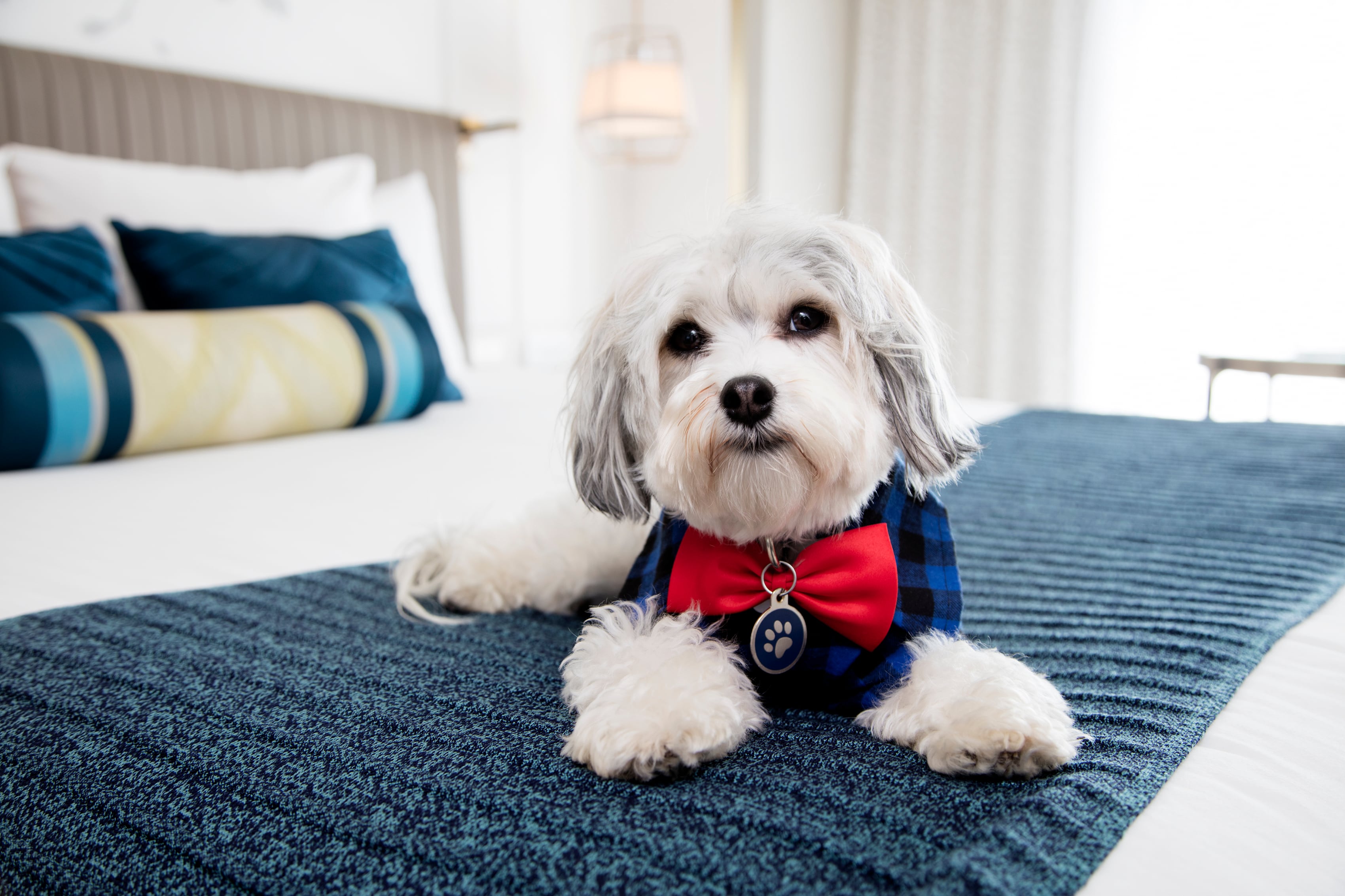 A stylish dog relaxes on a bed at Hotel Nikko San Francisco
