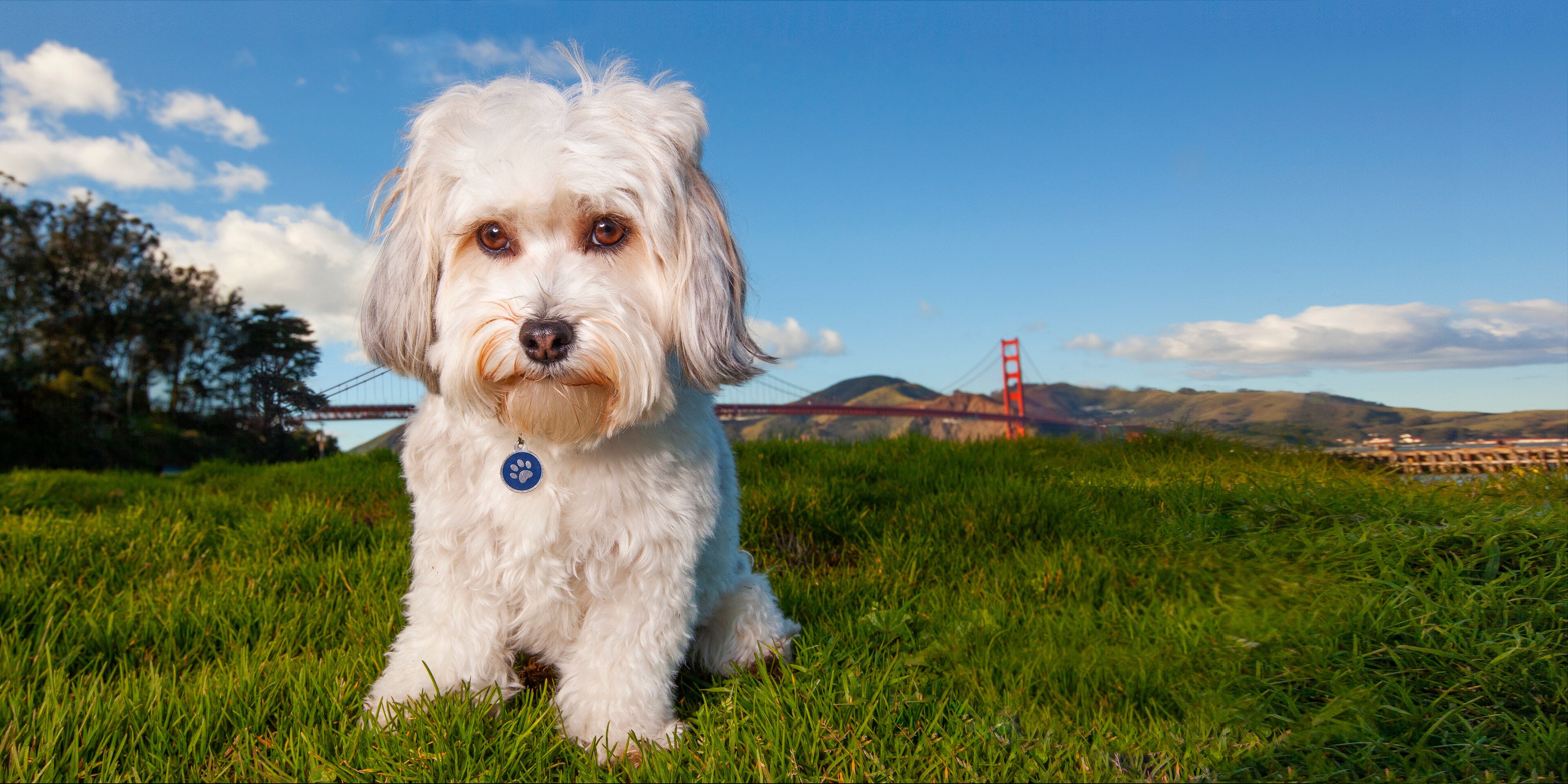 A dog poses with the Golden Gate Bridge at Hotel Nikko San Francisco
