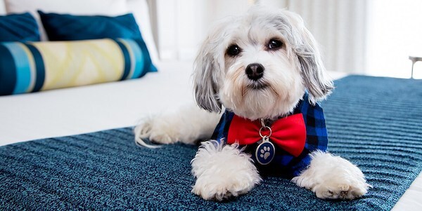 Hotels Luxury Dog Friendly Hotels Peak District Dog Friendly