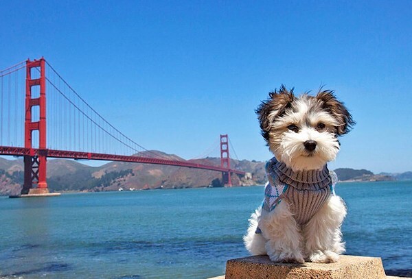 Dog Friendly Hotels in San Francisco Hotel Nikko San Francisco